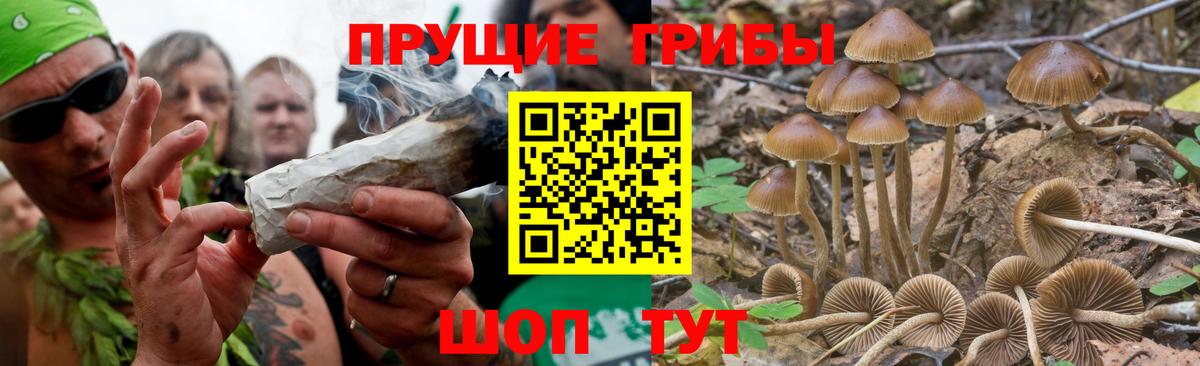Галлюциногенные грибы Psilocybe Ростов Великий